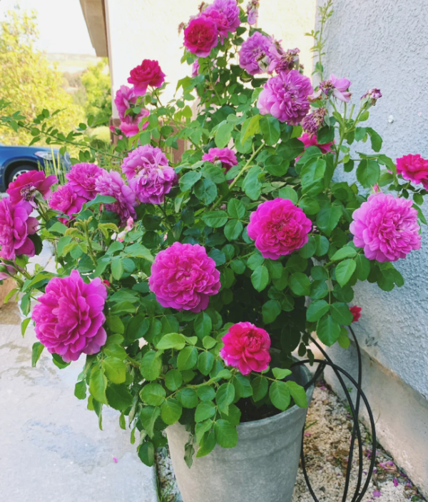 princess anne rose bush