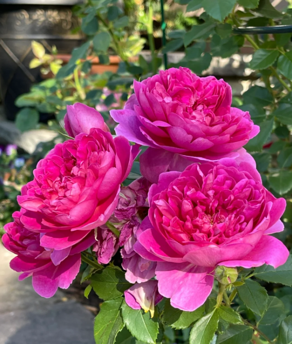 rose princess anne丨Your roses