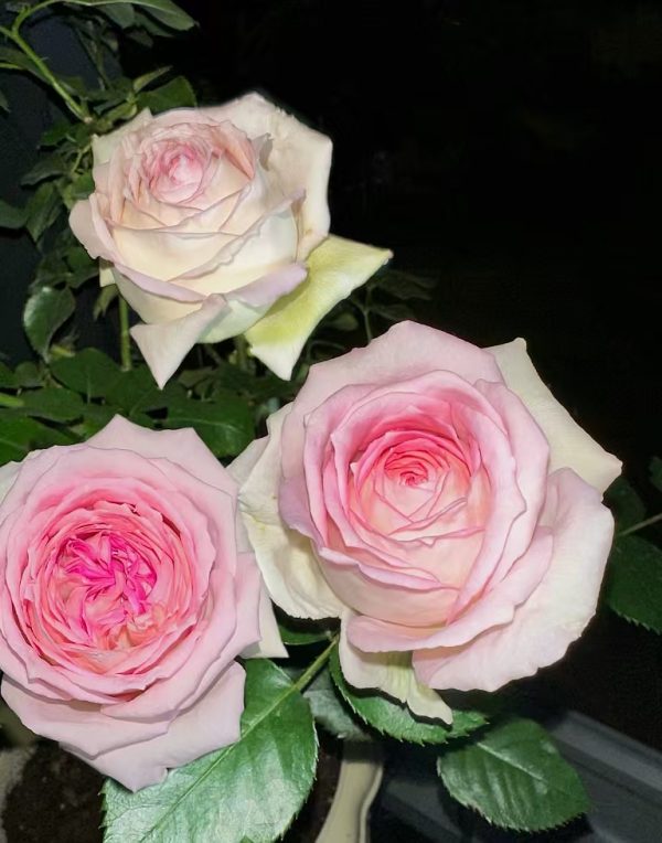 Ragazza Roses