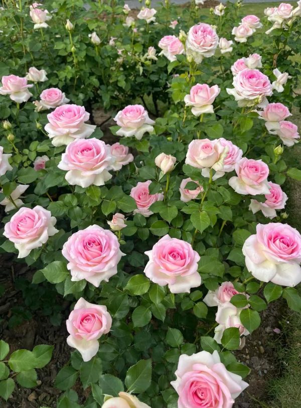 Ragazza Rose Bush