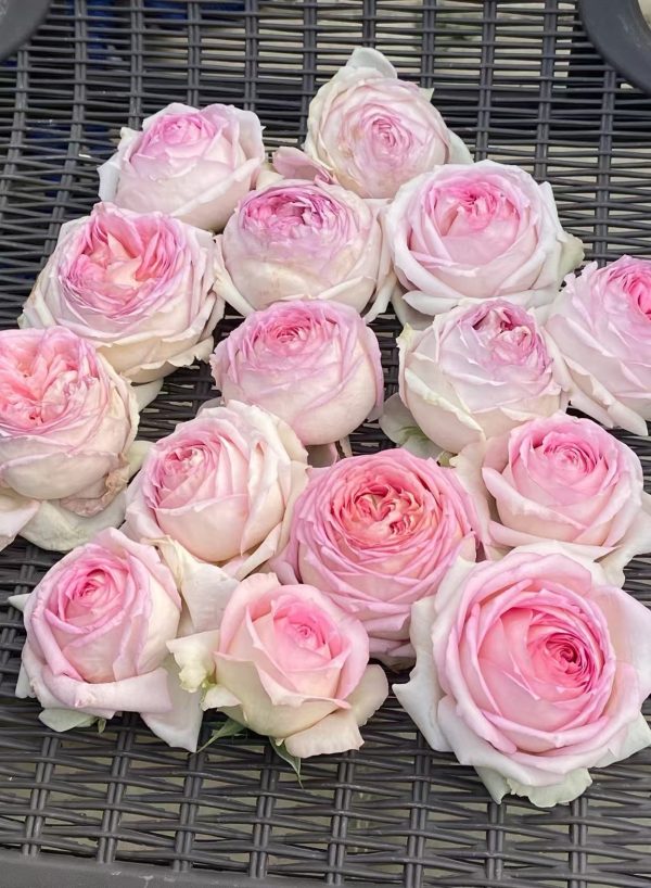 Ragazza Rose Plant