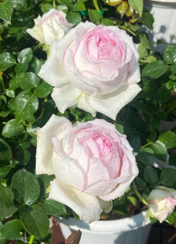 Ragazza Rose for sale