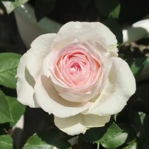 Ragazza Rose丨Your roses