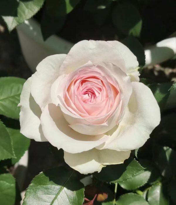 Ragazza Rose丨Your roses