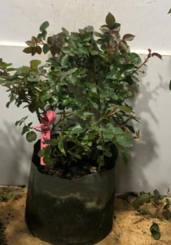 Ragazza Roses for sale