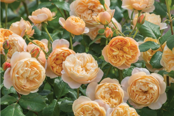 roald dahl rose for sale丨Your roses