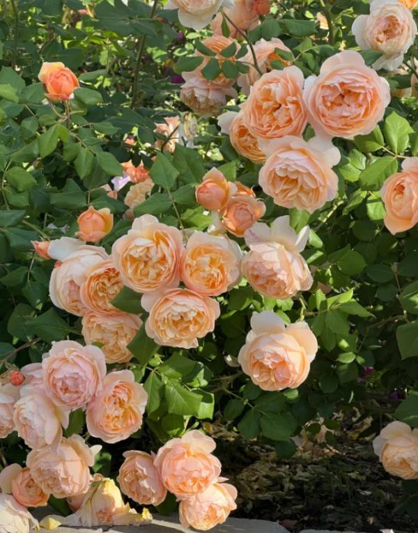 roald dahl rose丨Your roses