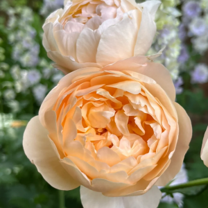 rose roald dahl