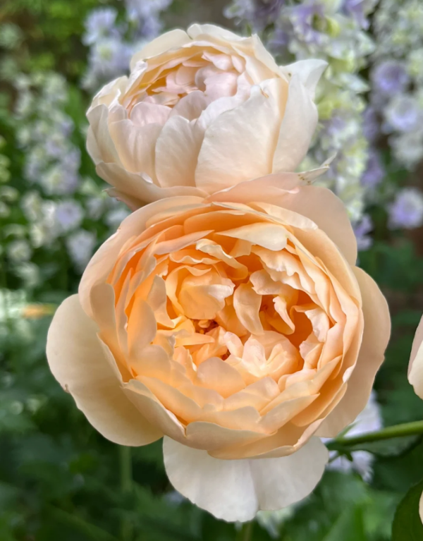 rose roald dahl