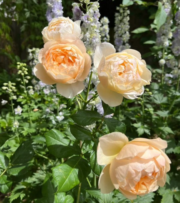 roald dahl roses丨Your roses
