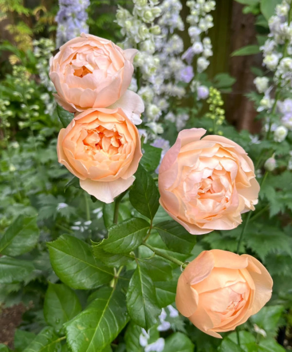 roald dahl rose plant丨Your roses