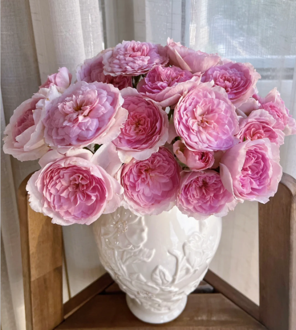 silas marner rose for sale丨Your roses