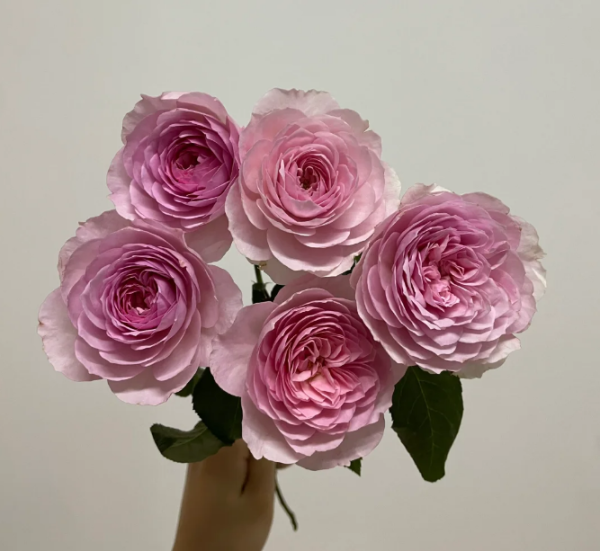 silas marner rose Plant丨Your roses