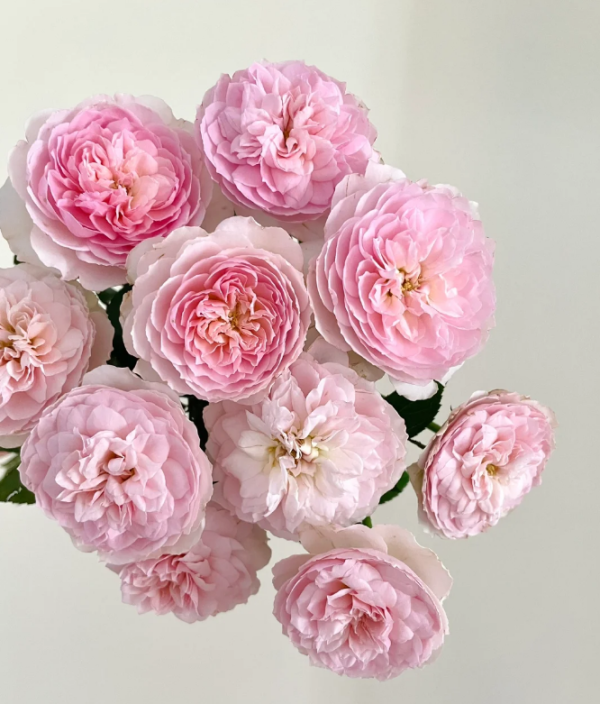 rosa silas marner丨Your roses