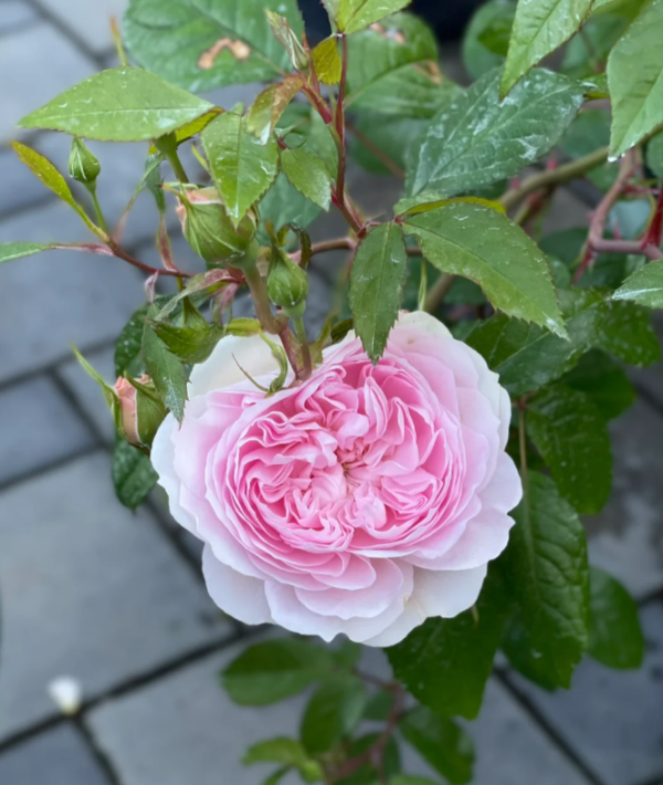 david austin roses silas marner丨Your roses