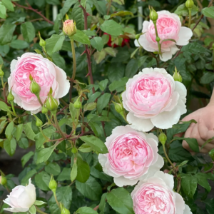 silas marner rose丨Your roses