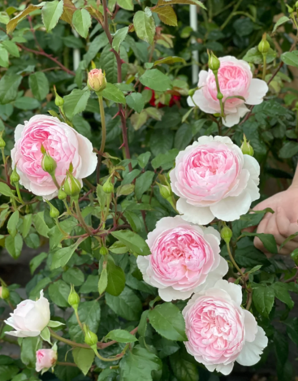 silas marner rose丨Your roses