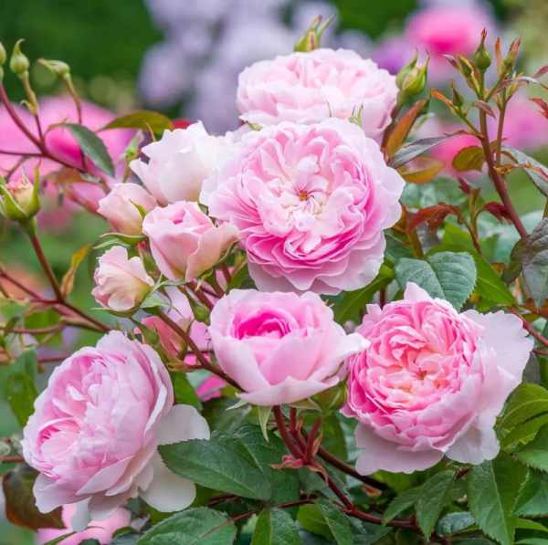 david austin rose silas marner丨Your roses