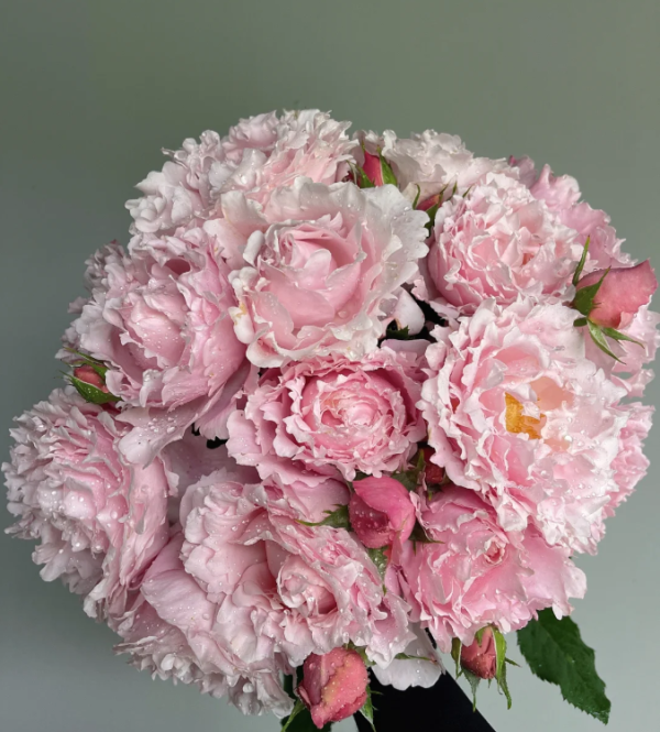 rose sophie rochas丨Your roses