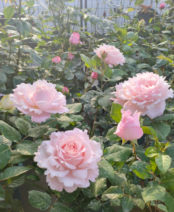 sophia rochas rose丨Your roses