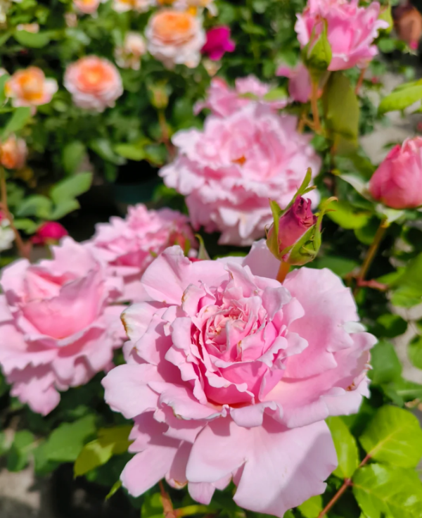 sophie rochas france rose丨Your roses