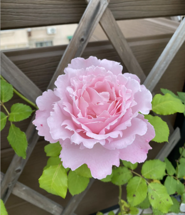 Sophie Rochas Rose丨Your roses