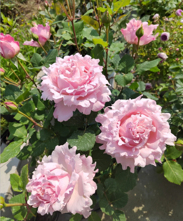 sophie rochas rose uk丨Your roses