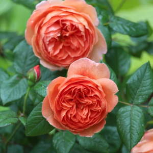summer song rose丨Your roses