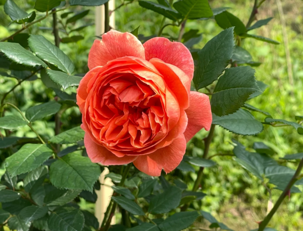 summer song rose for sale丨Your roses