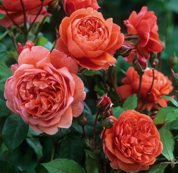 summer song rose plant丨Your roses