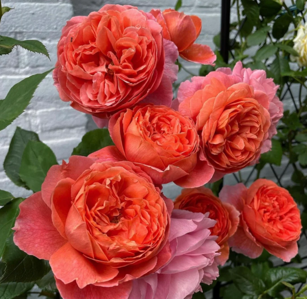summer song roses丨Your roses