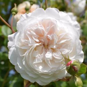 The Albrighton Rambler Rose丨Your roses