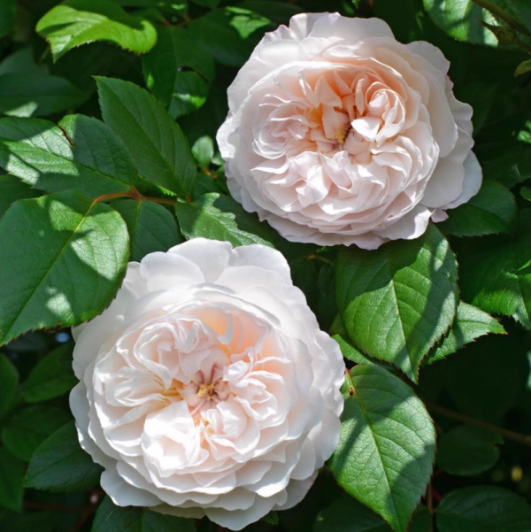 The Albrighton Rambler Rose for sale丨Your roses
