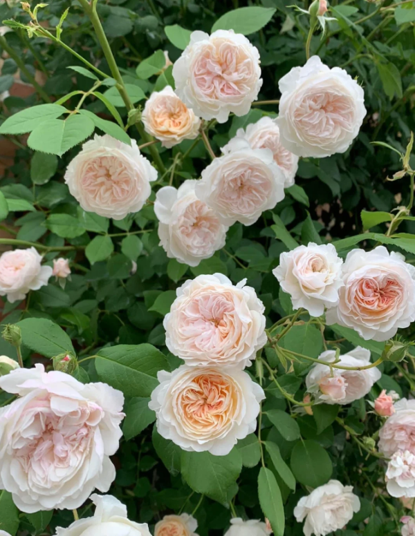 the albrighton rambler rose丨Your roses