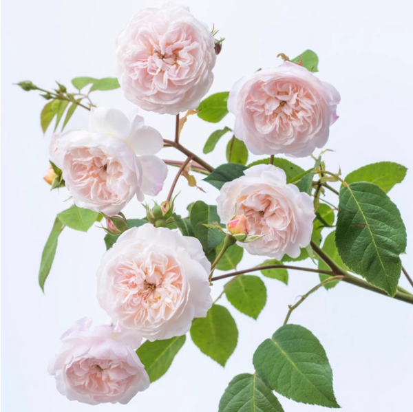 The Albrighton Rambler Roses丨Your roses