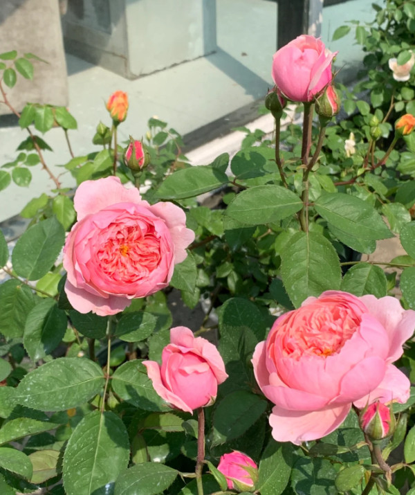 the alnwick rose plant丨Your roses