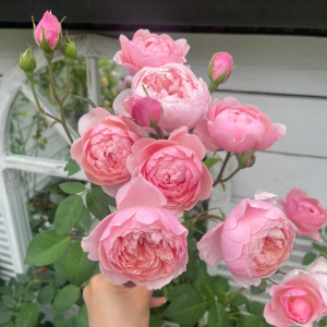 rose the alnwick丨Your roses