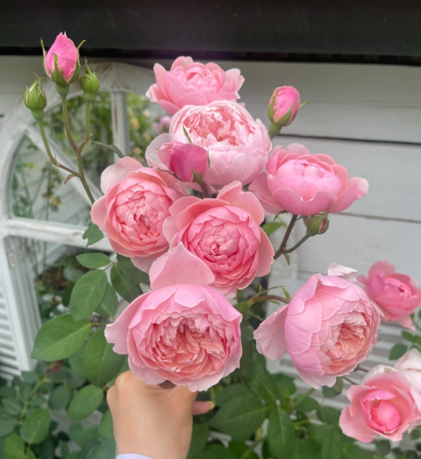 rose the alnwick丨Your roses