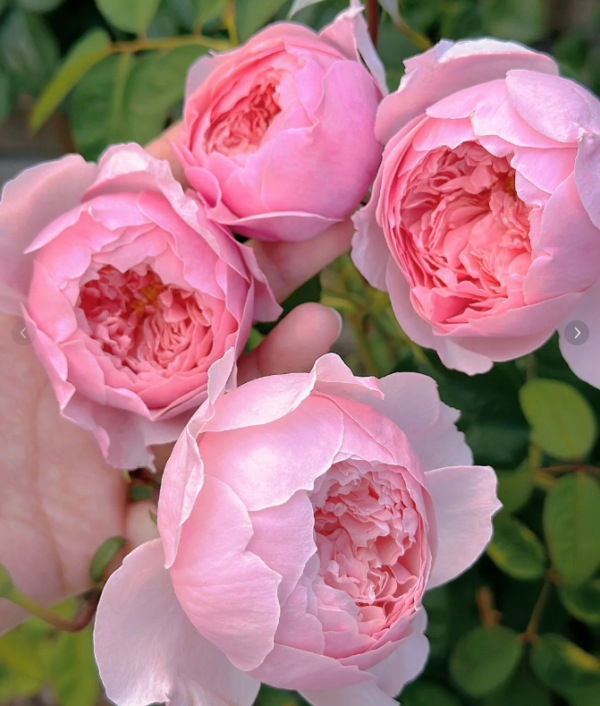 The Alnwick Rose丨Your roses