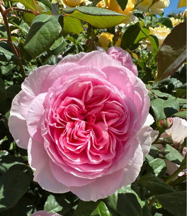 rose the ancient mariner丨Your roses