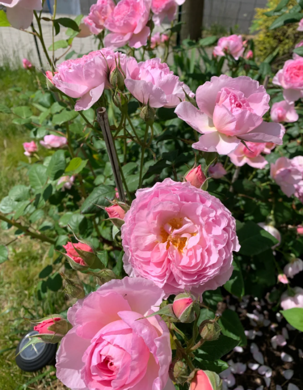 The Ancient Mariner Rose Plant丨Your roses