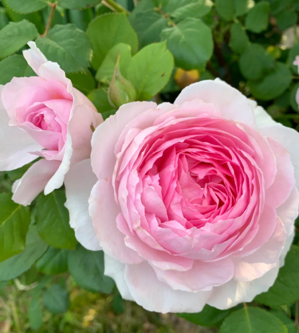 david austin rose the ancient mariner丨Your roses