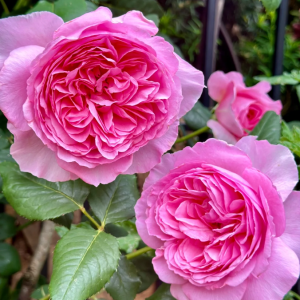 The Ancient Mariner Rose丨Your roses