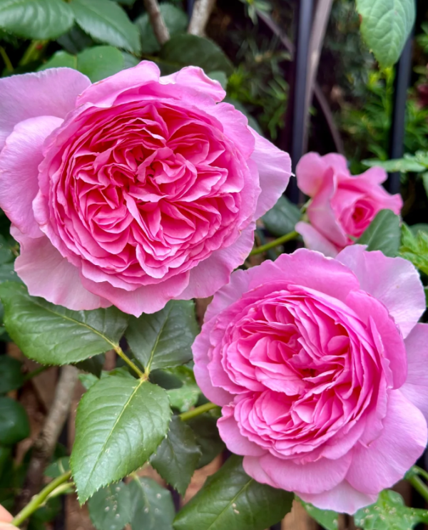 The Ancient Mariner Rose丨Your roses
