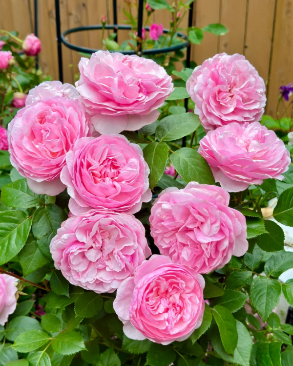 The Ancient Mariner Rose for sale丨Your roses