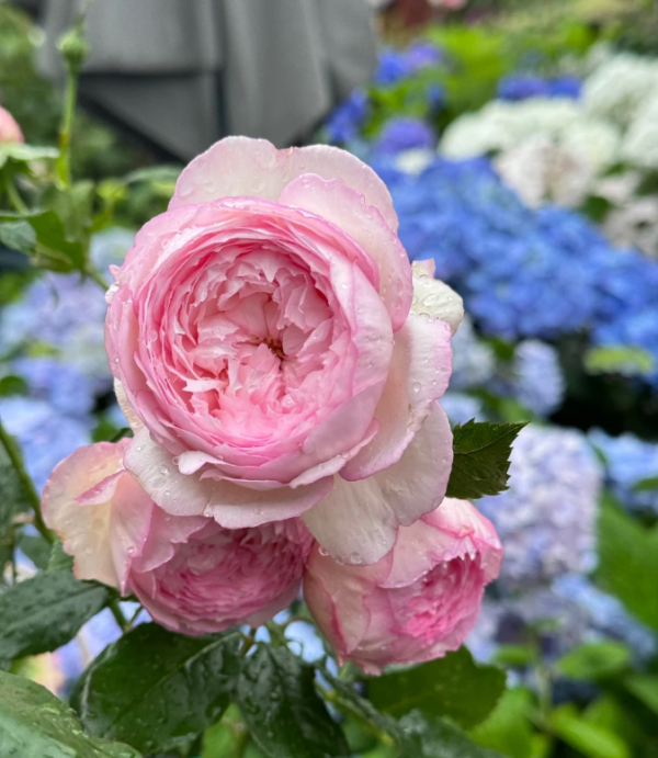 mill on the floss rose丨Your roses