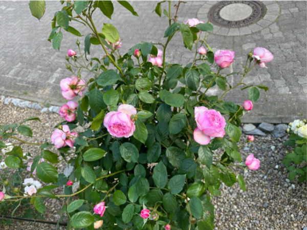 david austin rose mill on the floss丨Your roses