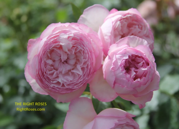 the mill on the floss rose丨Your roses