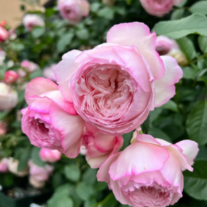 mill on the floss rose丨Your roses