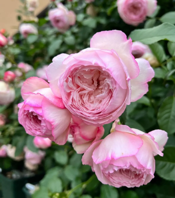 mill on the floss rose丨Your roses